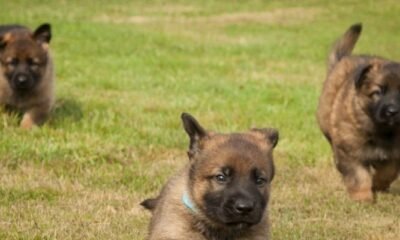 german shepherd puppies