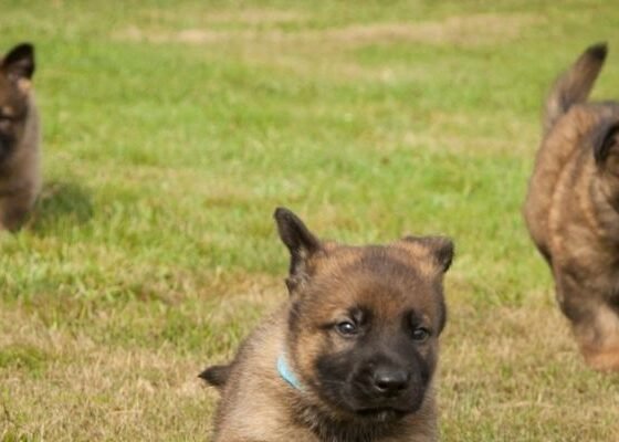 german shepherd puppies