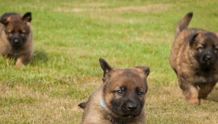 german shepherd puppies
