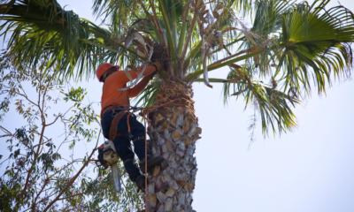 Tree Care