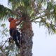 Tree Care