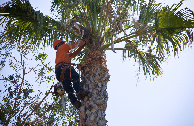 Tree Care
