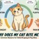 Why Does My Cat Bite Me