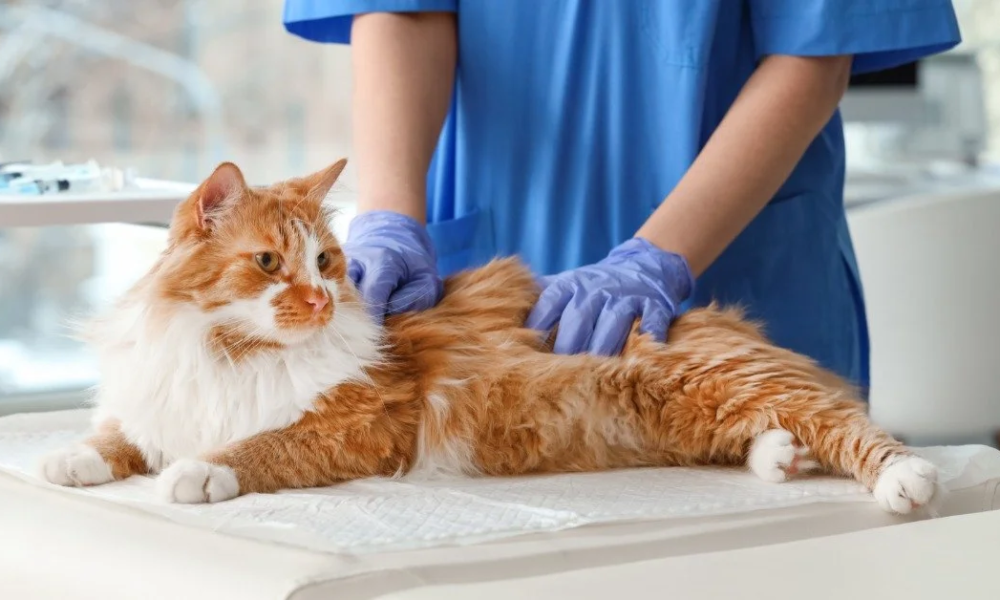 VirtualVetDesk Guides on How to Clean a Cat Wound?