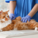 VirtualVetDesk Guides on How to Clean a Cat Wound?