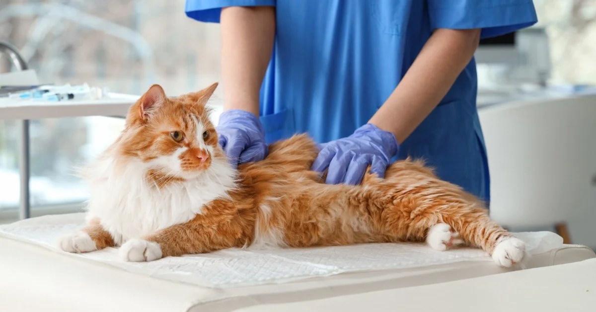 VirtualVetDesk Guides on How to Clean a Cat Wound?